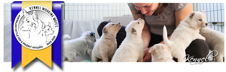 WM-sidbanners-kennel